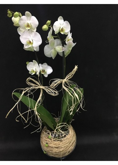tasarım beyaz orkide